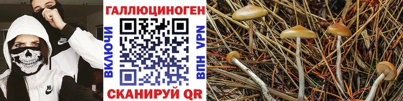 купить наркотик  Болхов  Галлюциногенные грибы Psilocybe 